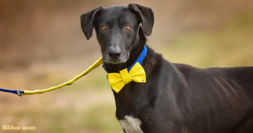yellow-ribbon-on-a-dogs-leash