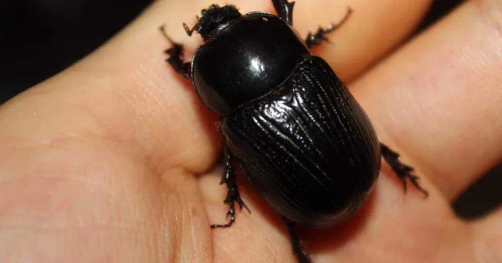 black-beetle-in-dreams-a-direct-message-from-the-subconscious