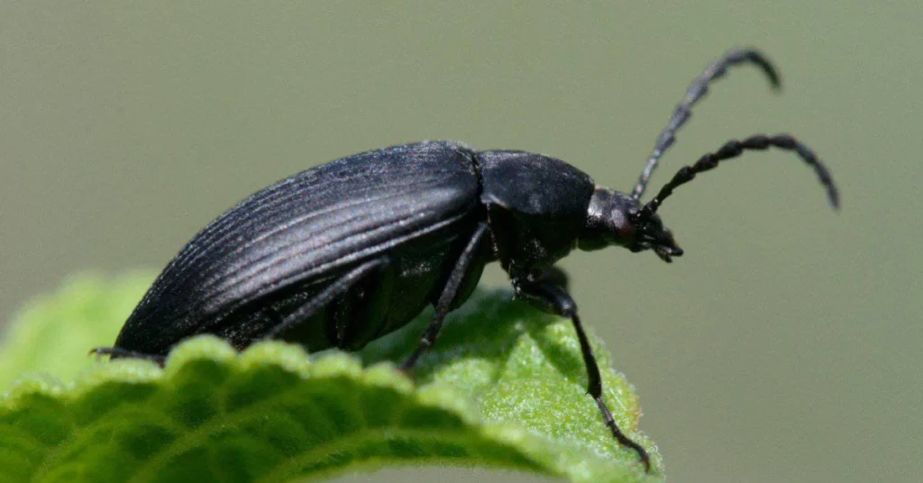 black-beetle-in-your-house-meaning