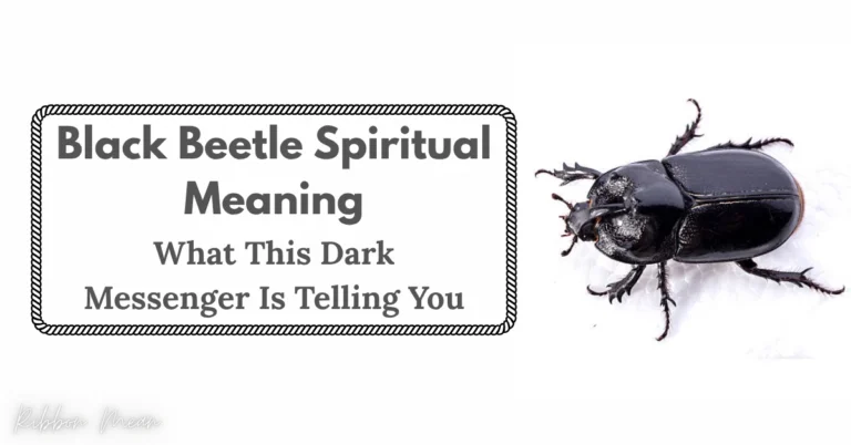 black-beetle-spiritual-meaning