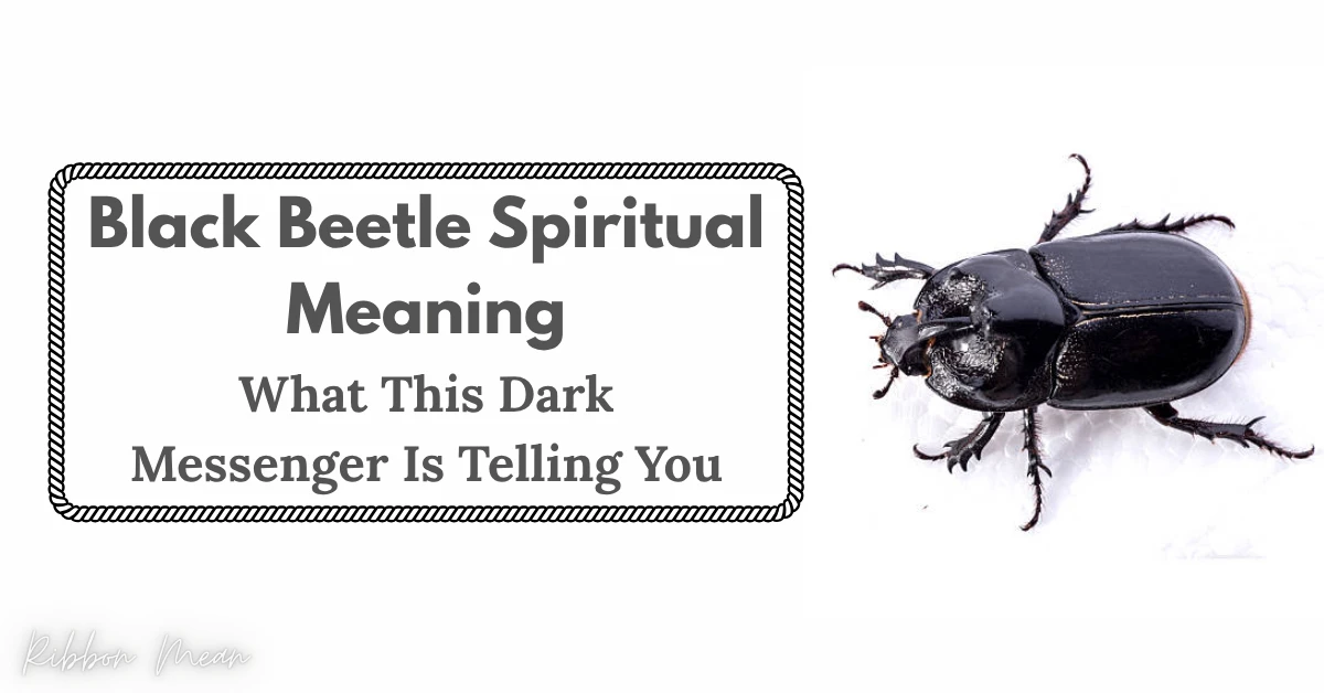 black-beetle-spiritual-meaning