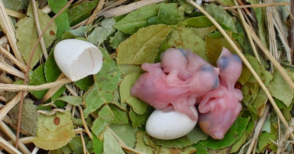 core-spiritual-meanings-of-a-broken-bird-egg