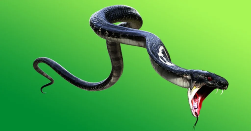 core-spiritual-meanings-of-a-snake-at-your-door