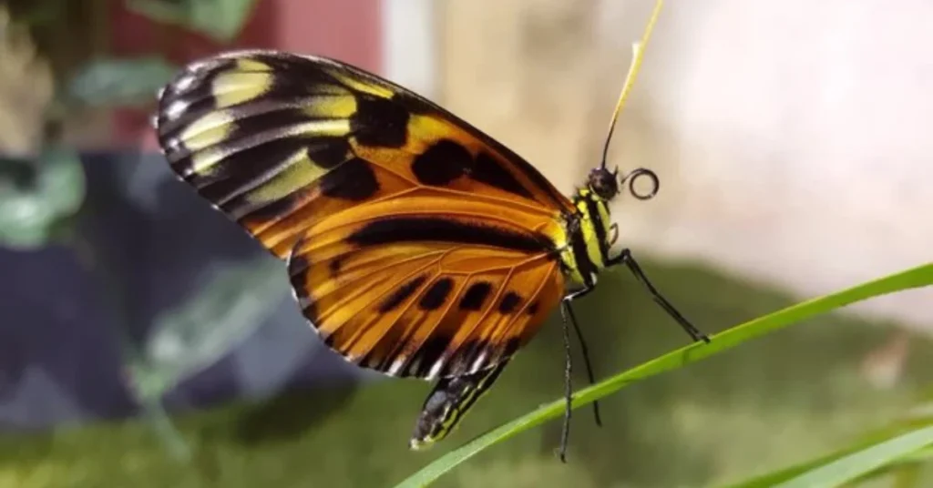 core-spiritual-meanings-of-butterflies