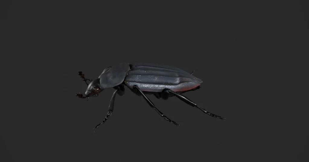 core-spiritual-meanings-of-the-black-beetle