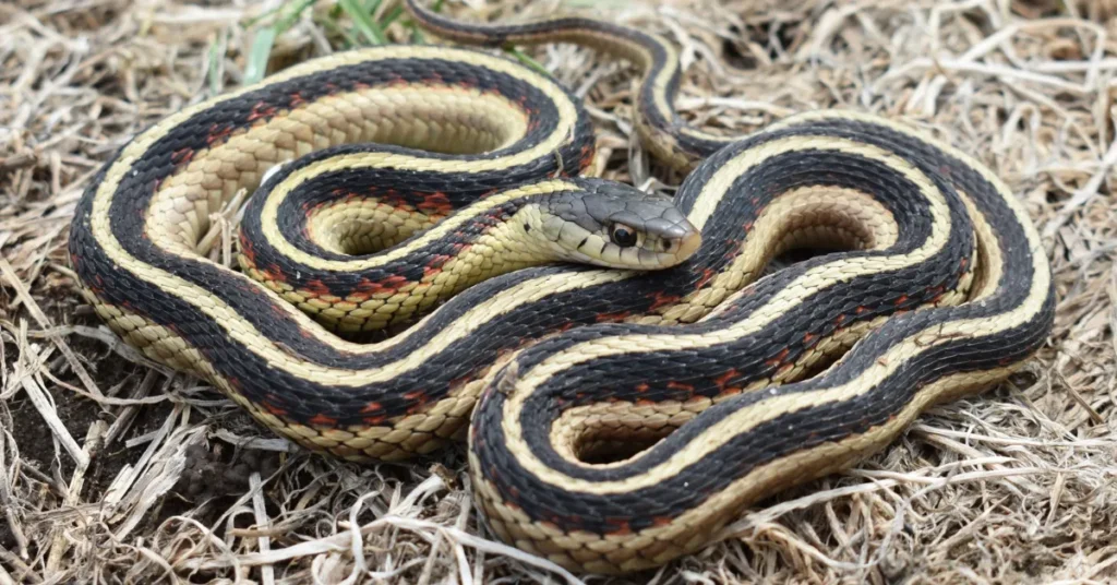 core-spiritual-meanings-of-the-garter-snake