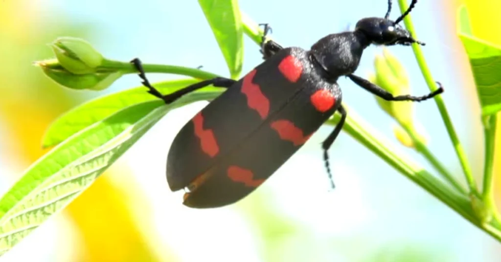core-spiritual-meanings-of-the-june-bug