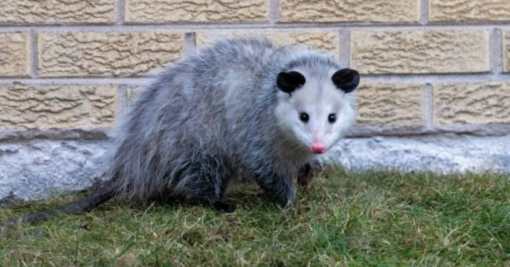 core-spiritual-meanings-of-the-possum