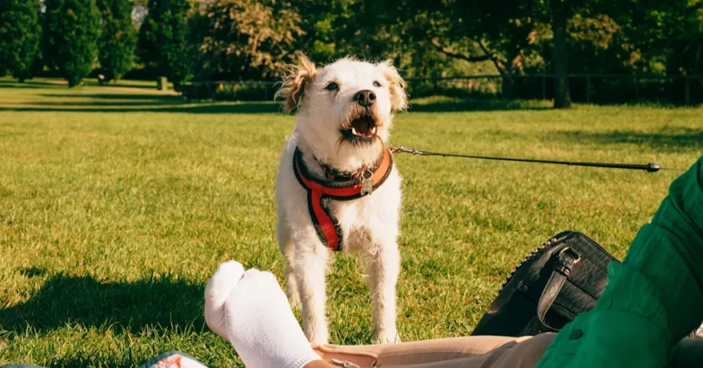 finding-an-unknown-lost-dog-in-waking-life