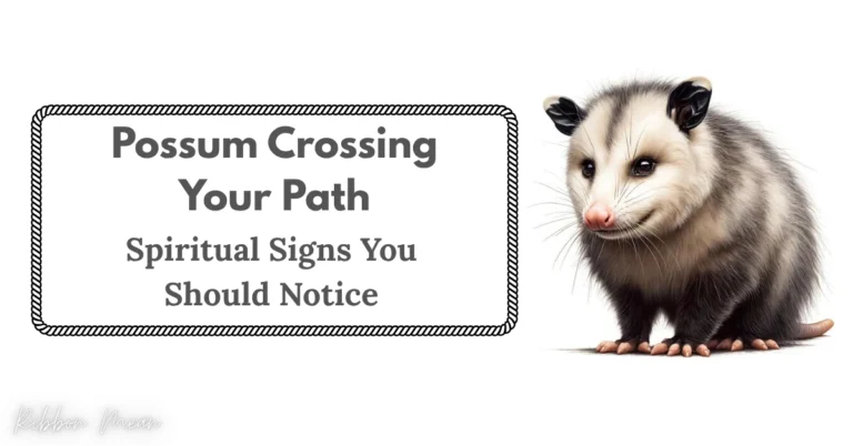 possum-crossing-your-path-spiritual-signs