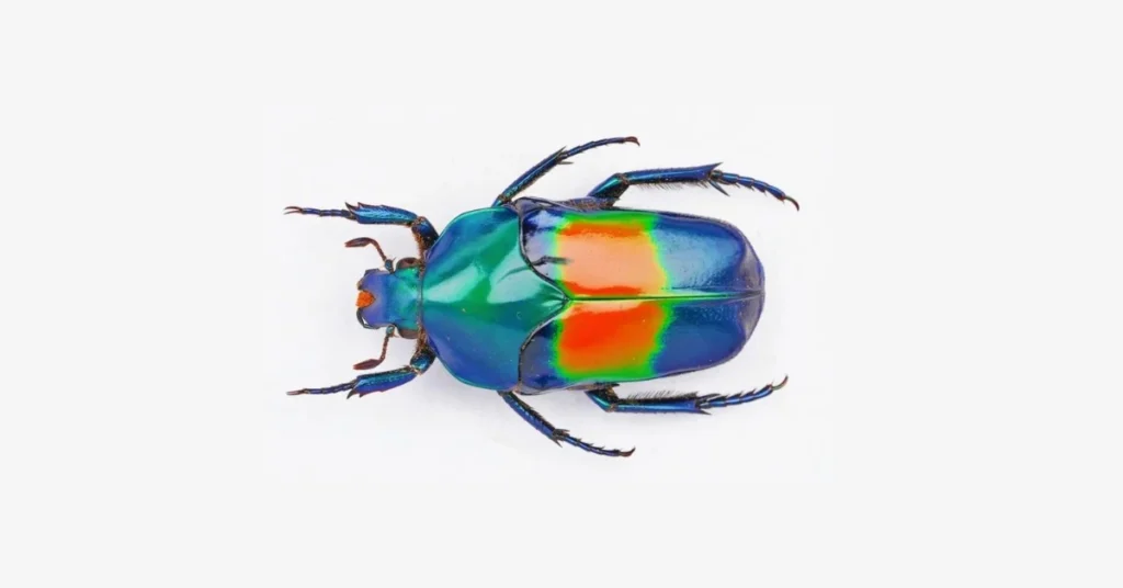 the-june-bug-as-a-spirit-animal