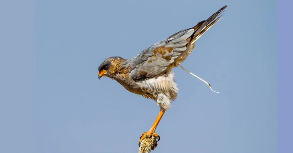 what-different-cultures-say-about-bird-droppings