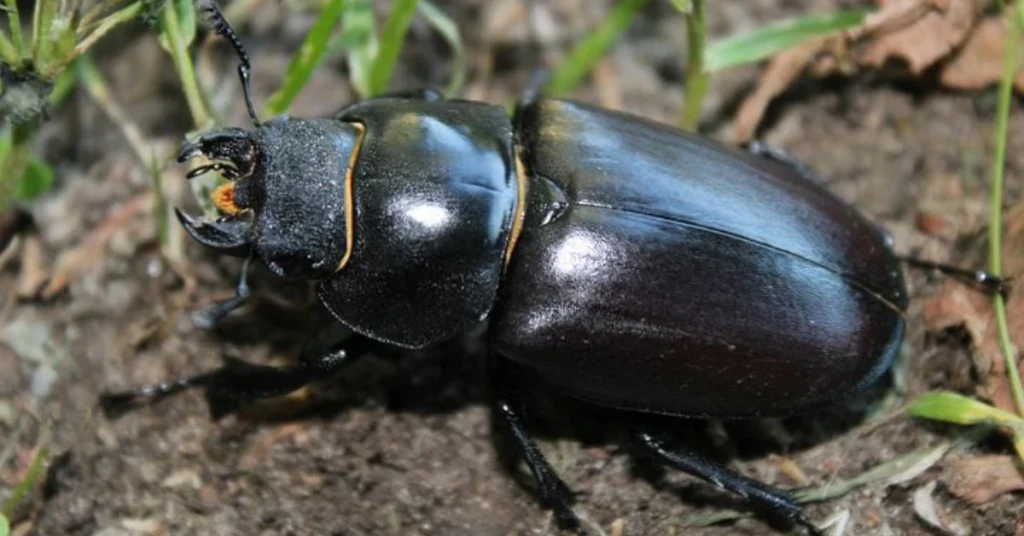what-different-traditions-say-about-the-black-beetle