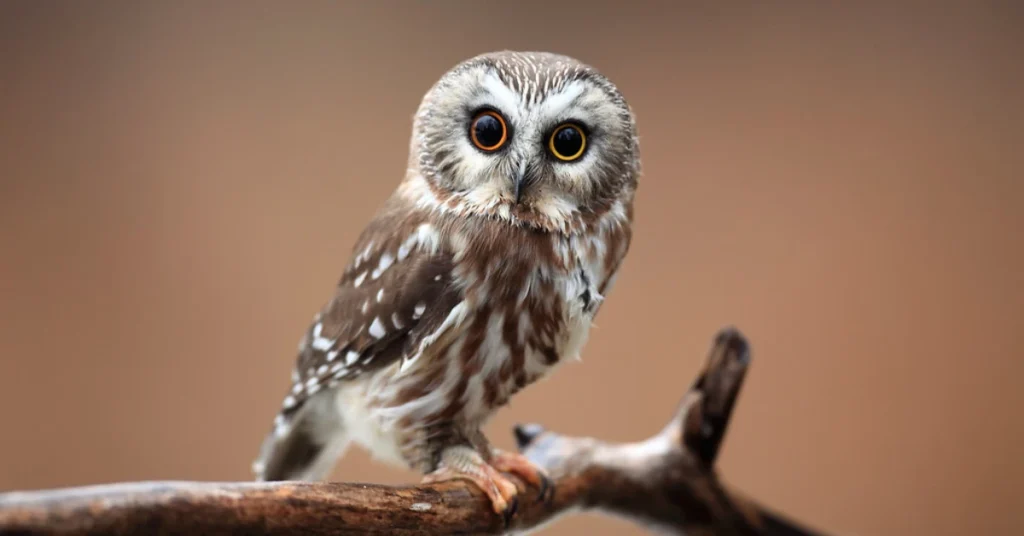 what-does-it-mean-when-an-owl-hoots-3-times