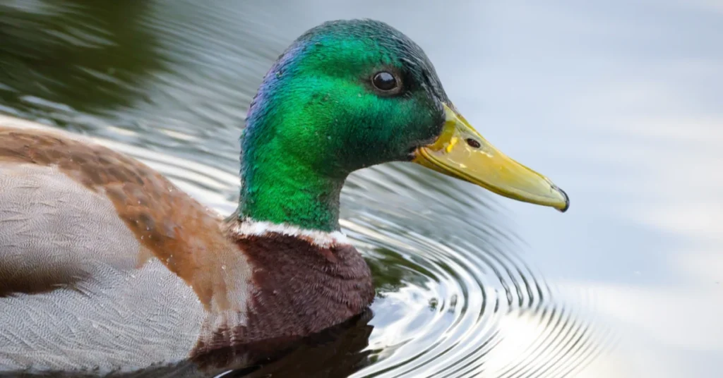 what-it-means-when-a-duck-appears-in-your-life