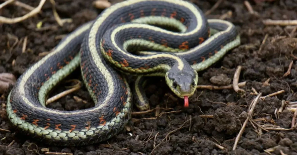 what-it-means-when-a-garter-snake-appears