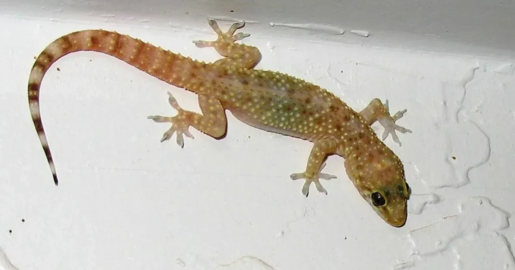 what-it-means-when-a-gecko-visits-you-specifically