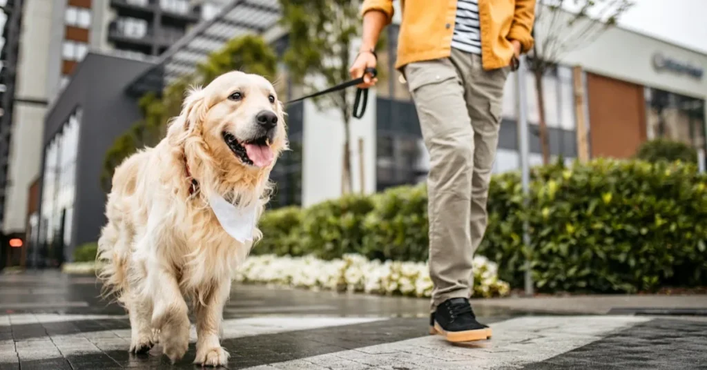 why-dogs-carry-such-deep-spiritual-significance