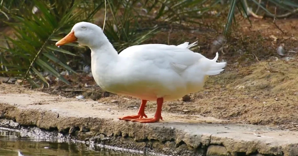 why-ducks-carry-deep-spiritual-significance
