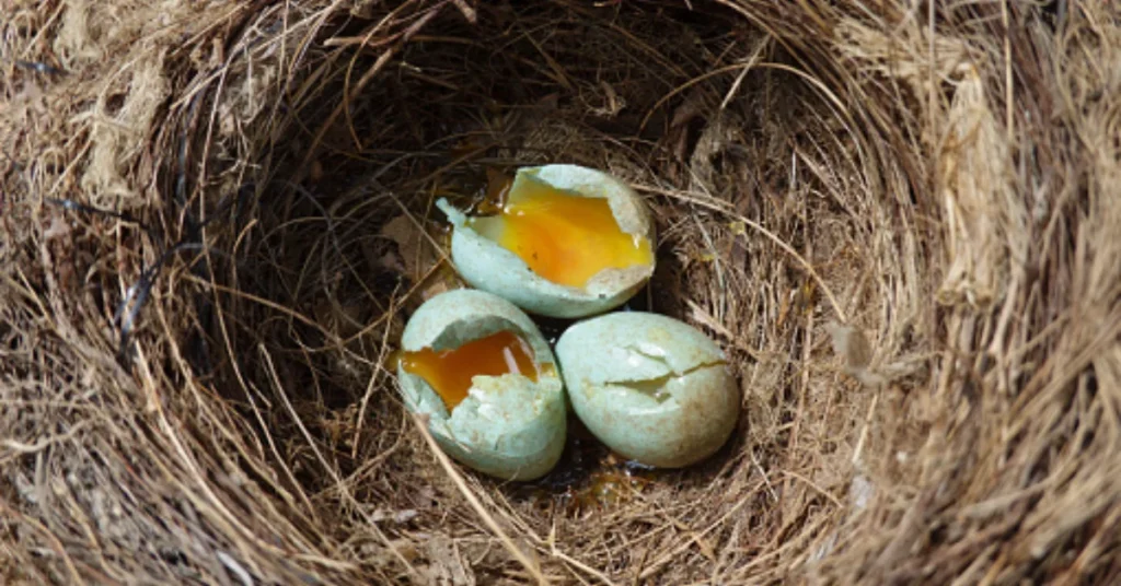 why-the-egg-carries-such-deep-spiritual-significance