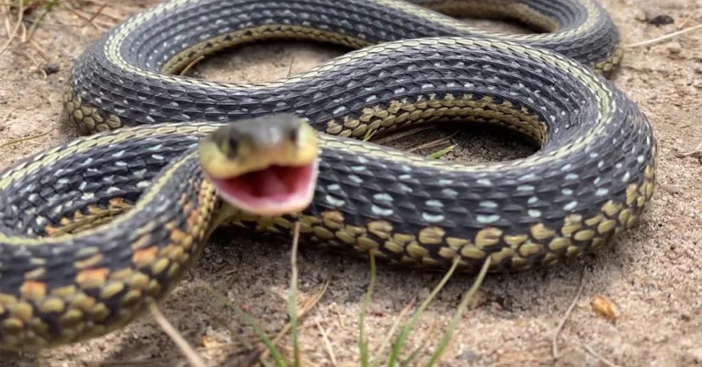 why-the-garter-snake-carries-unique-spiritual-power