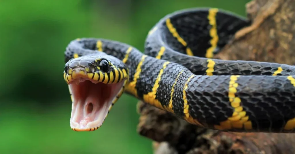 why-the-snake-carries-such-deep-spiritual-power