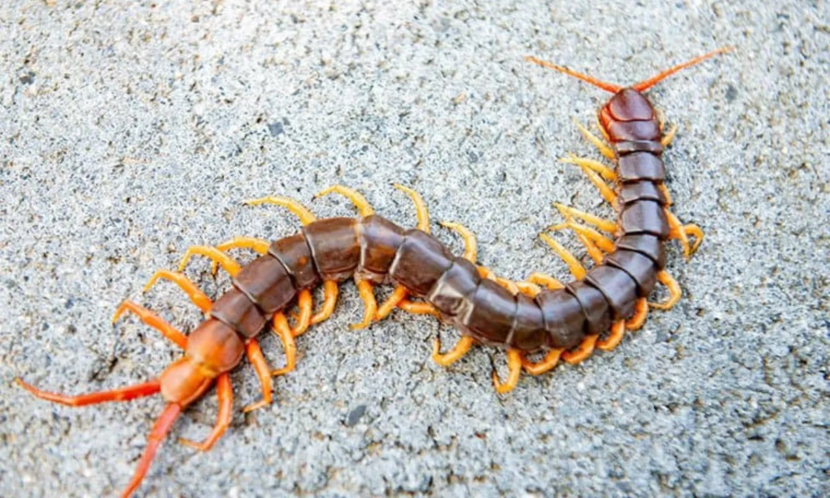 centipede-spiritual-meaning