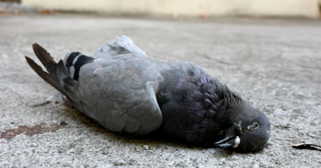 core-spiritual-meanings-of-a-dead-bird-on-your-doorstep