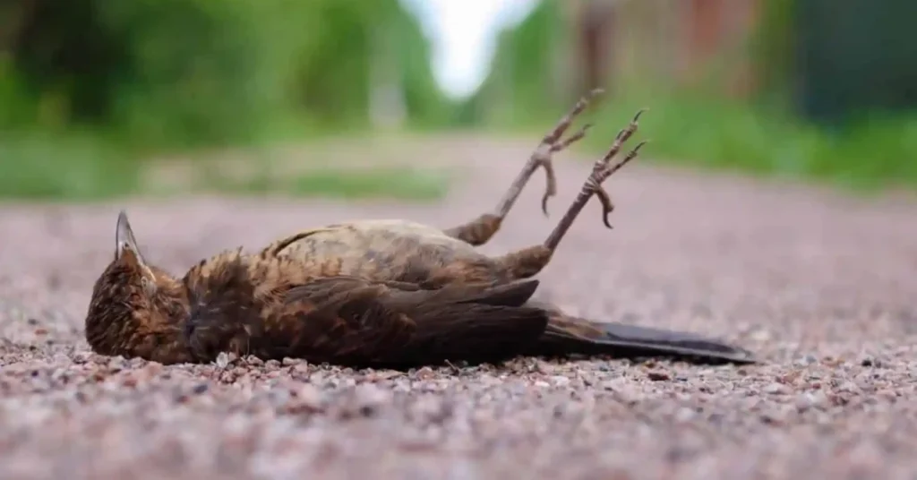 dead-bird-at-doorstep-makes-this-sign-so-significant