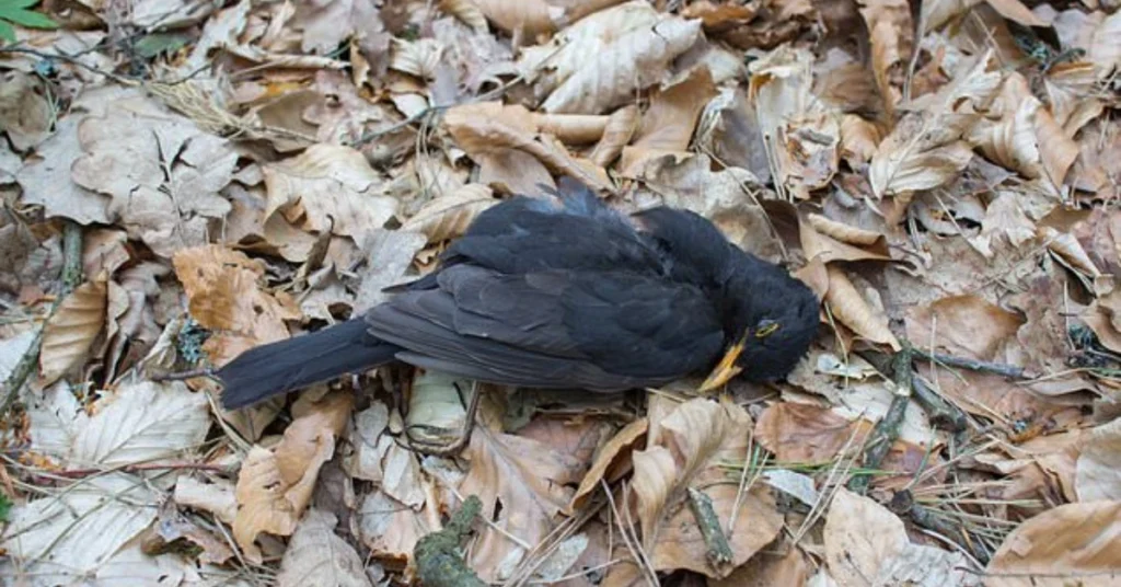 different-traditions-say-about-dead-birds-at-the-door