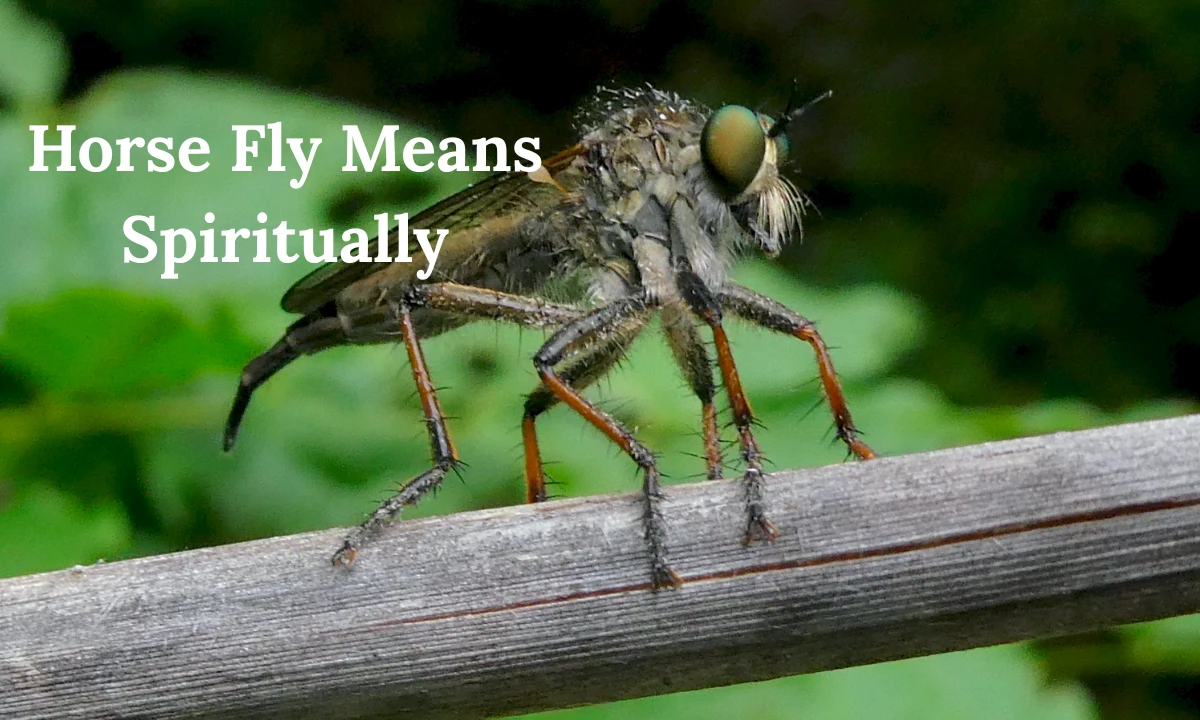 horse-fly-means-spiritually