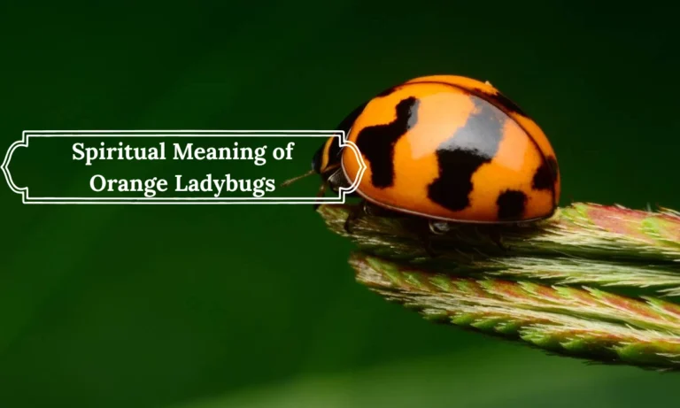 spiritual-meaning-of-orange-ladybugs