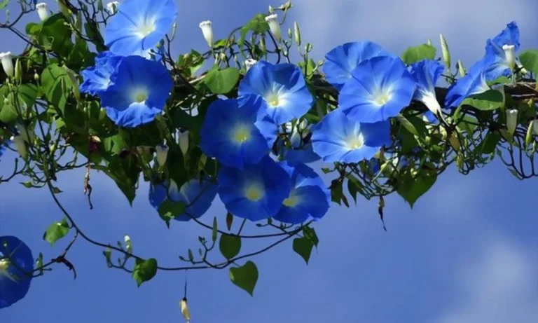 the-spiritual-meaning-of-the-morning-glory