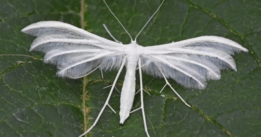 what-does-a-white-moth-mean-spiritually