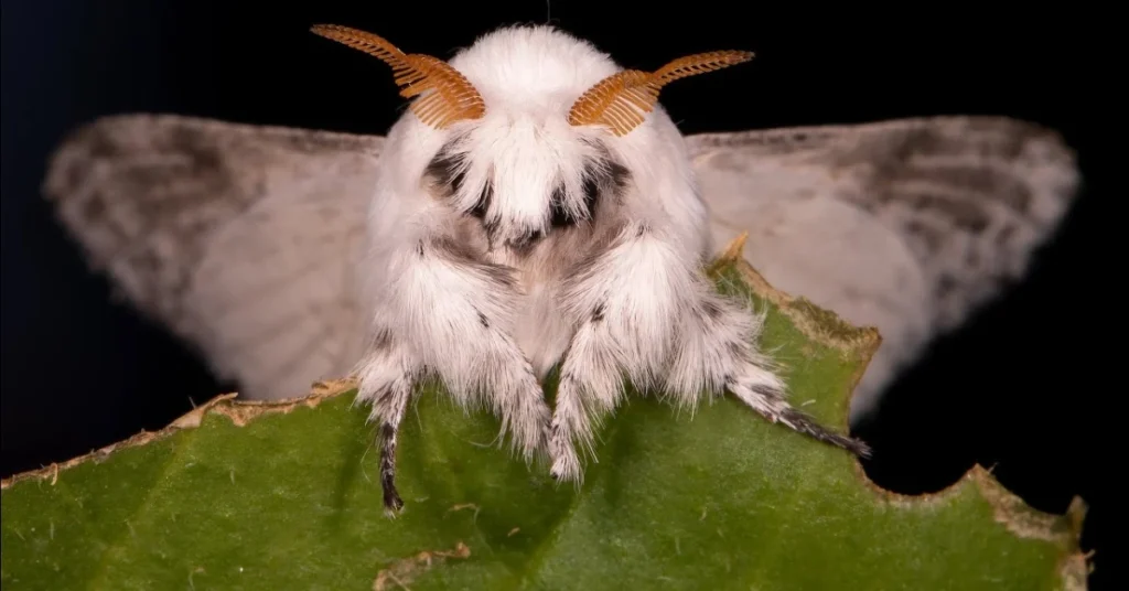 what-it-means-when-a-white-moth-visits-you
