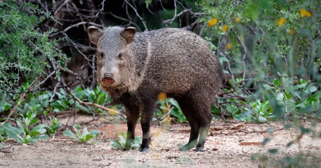 what-it-means-when-you-see-a-javelina