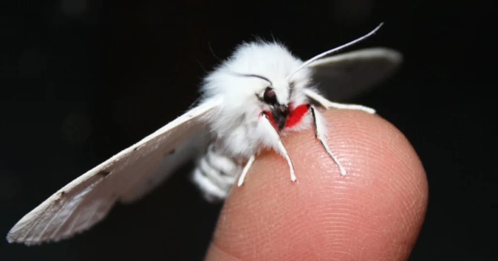 white-moth-meaning-across-cultures-and-traditions