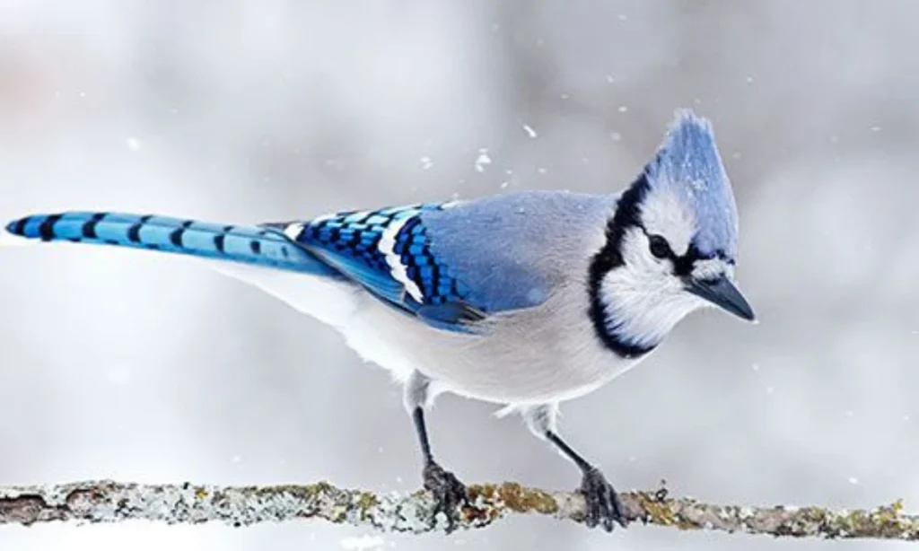 blue-feather-spiritual-meaning-vs-blue-jay-feather-meaning