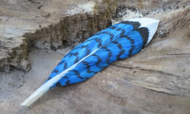 blue-jay-feather-spiritual-meaning