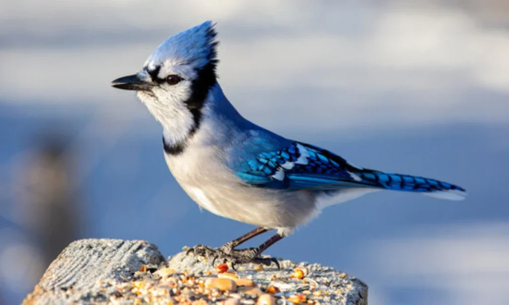 core-spiritual-meanings-of-a-blue-jay-feather