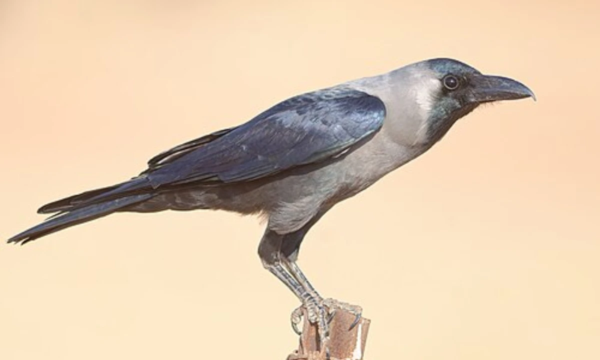 crow-symbolism