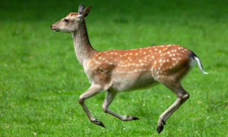 deer-symbolism