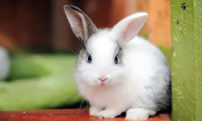 rabbit-symbolism