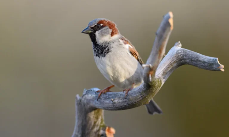 sparrow-entering-house-meaning-india