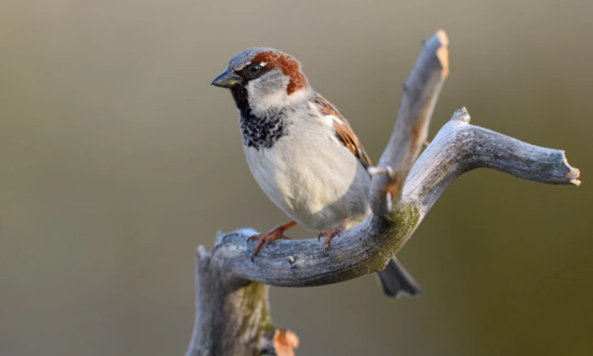 sparrow-entering-house-meaning-india