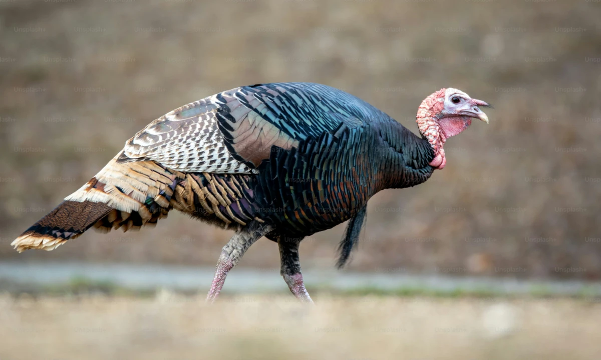 turkey-crossing-your-path-spiritual-meaning