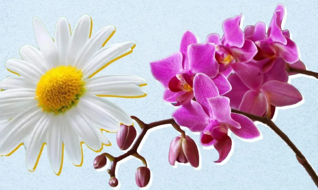 april-birth-month-flowers-daisy-and-sweet-pea