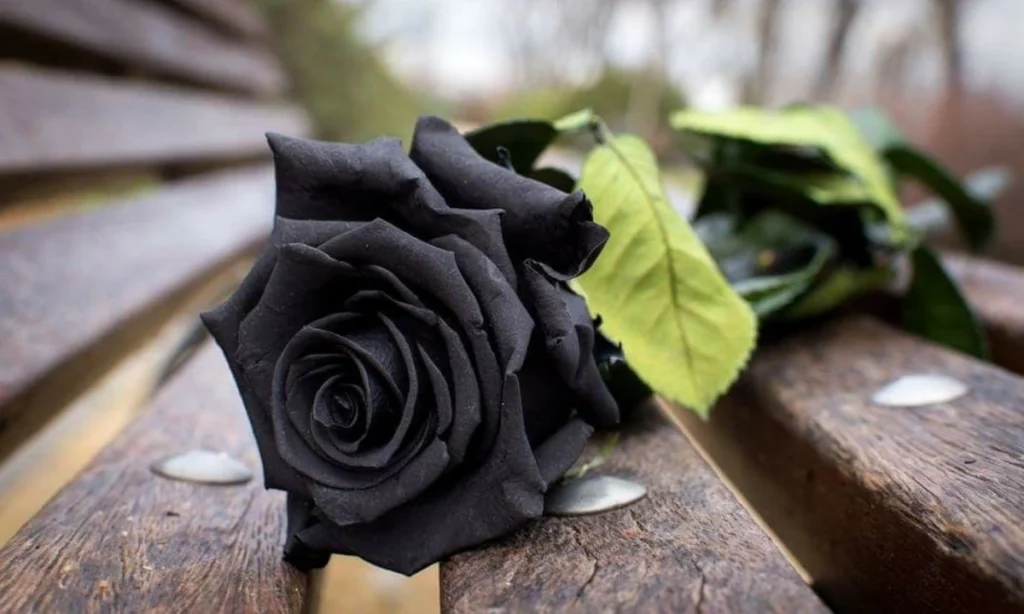 are-black-roses-real