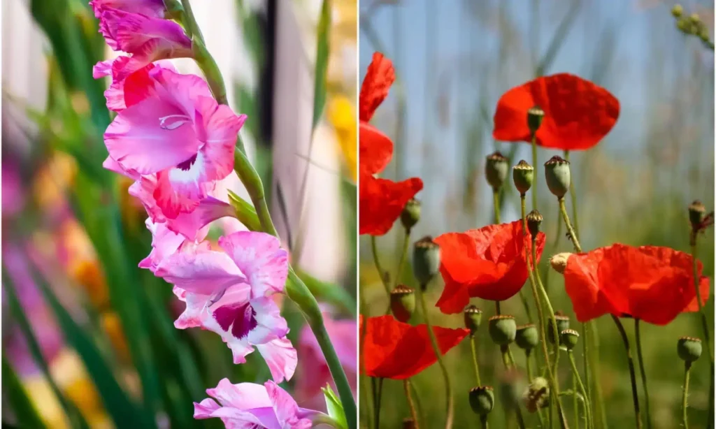 august-birth-flowers-gladiolus-and-poppy