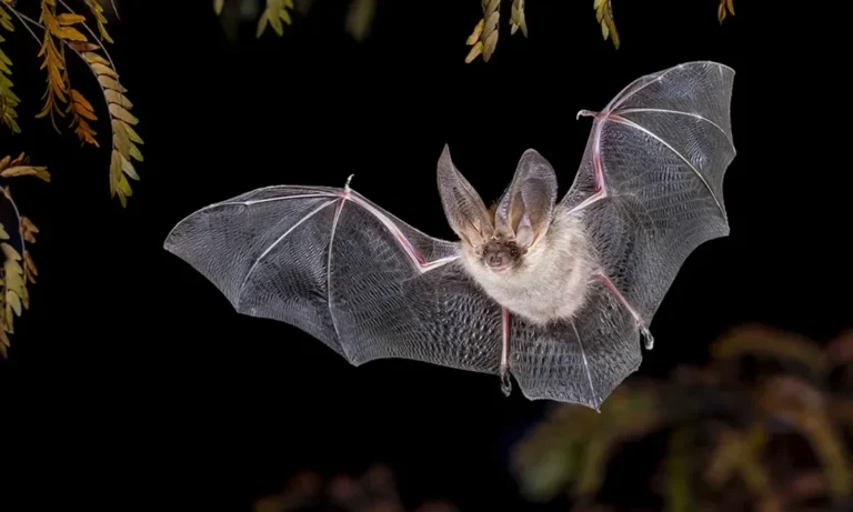 bat-spiritual-meaning